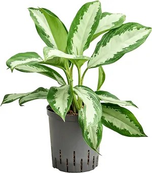 Aglaonema Diamond bay Tuft pots 18/19 v. 65 cm
