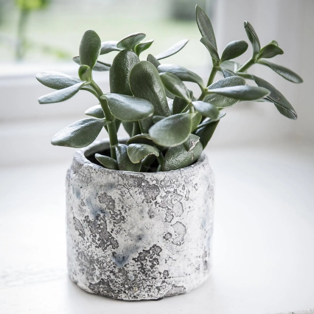 Garden Trading Obal na kvetiny Withington 10 cm
