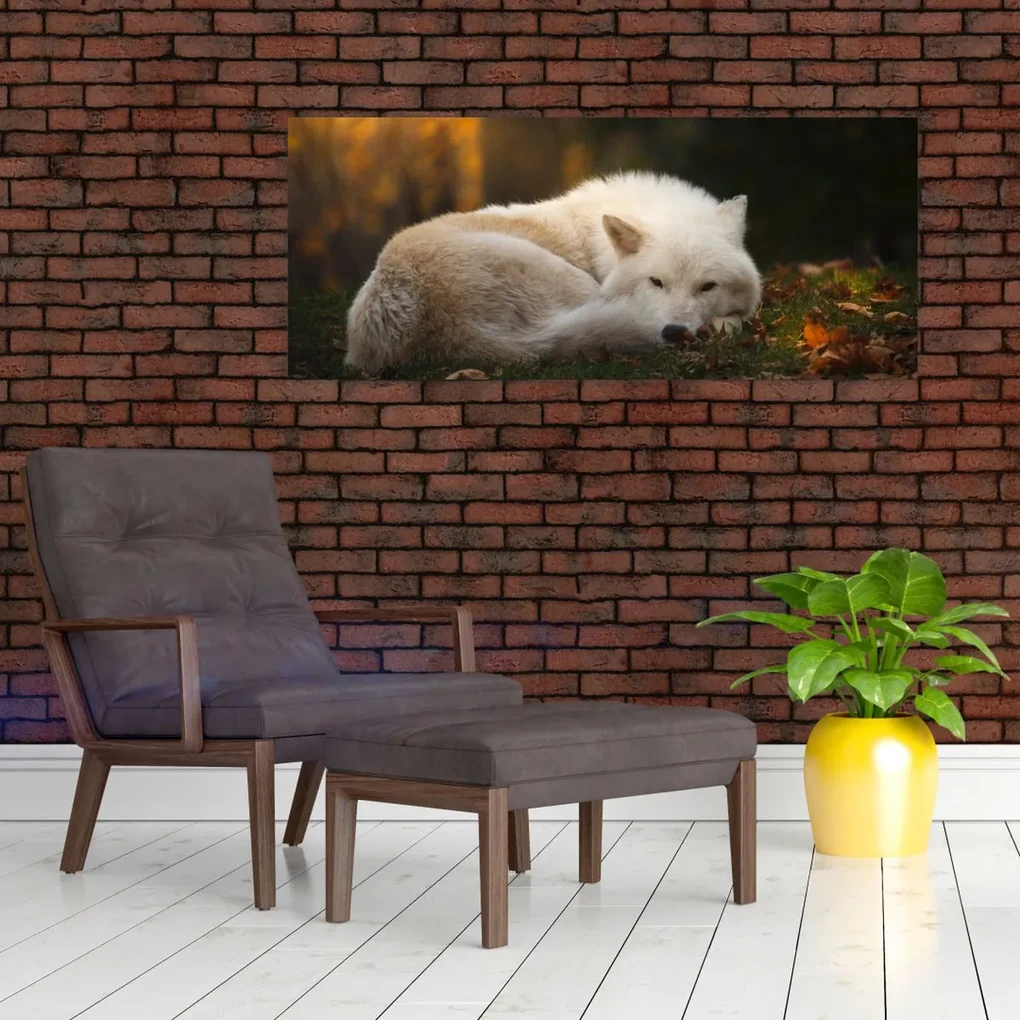 Obraz - Odpočívajúci vlk (120x50 cm)
