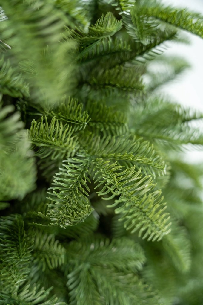 Limpol Vianočný stromček Jedľa Sevilla Výška stromčeka: 240 cm