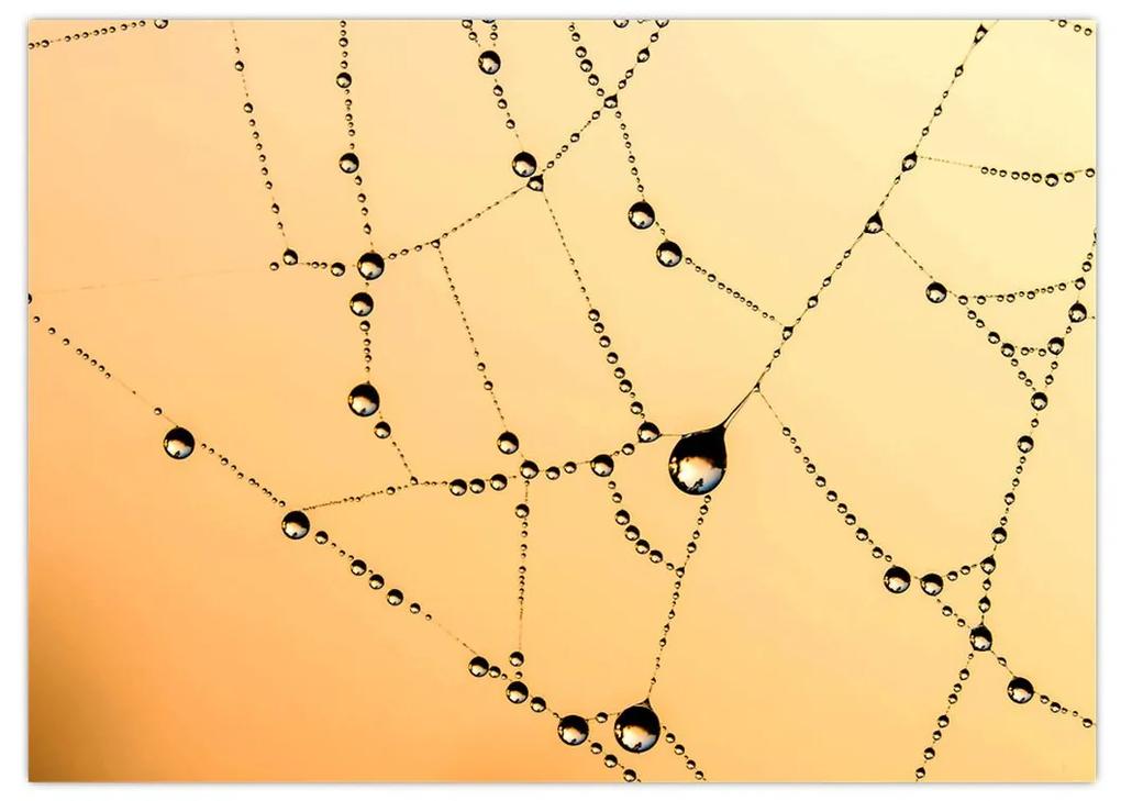 Obraz orosenej pavučiny (70x50 cm)