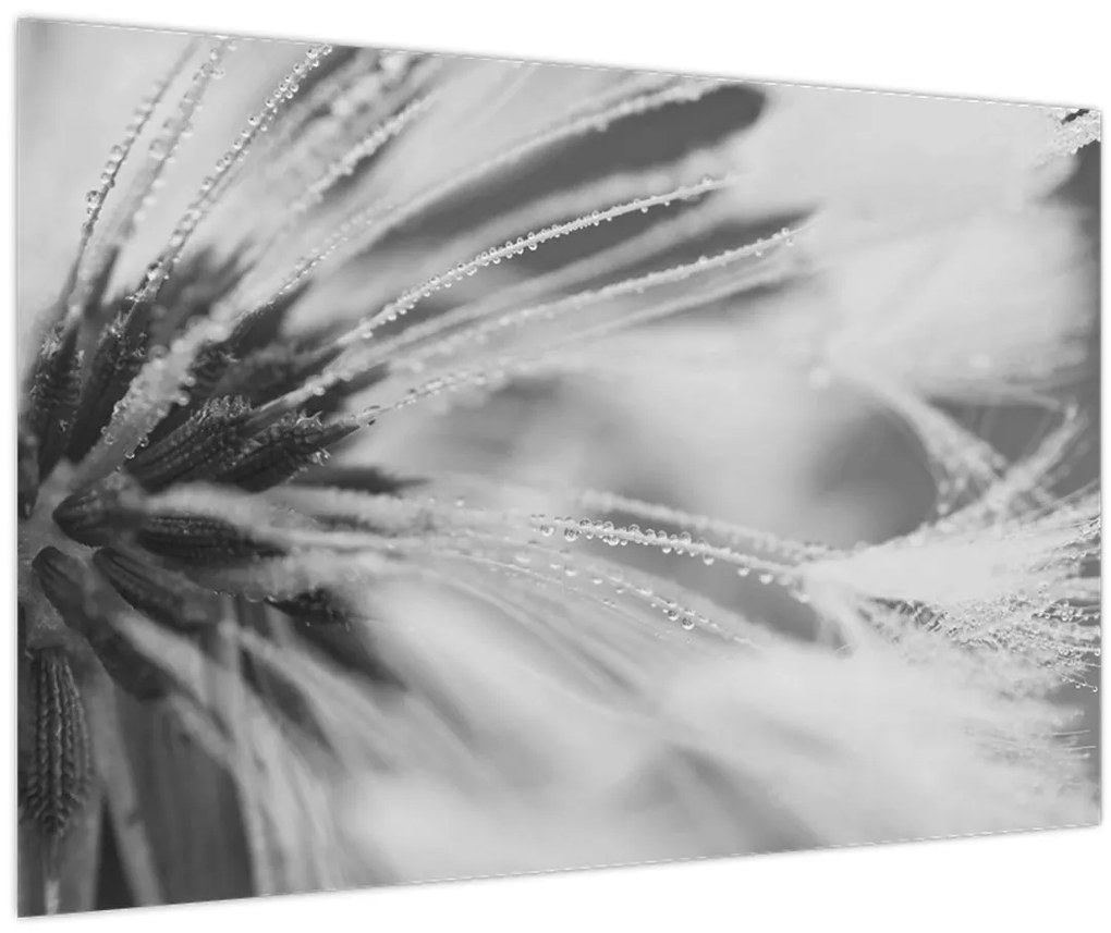 Obraz - Púpava (90x60 cm)