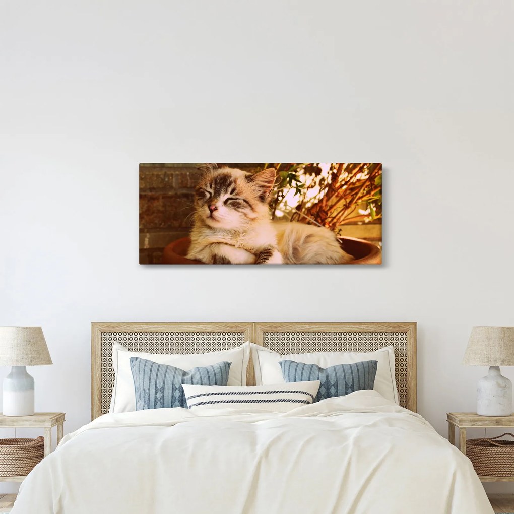 Obraz mačky v kvetináči (120x50 cm)