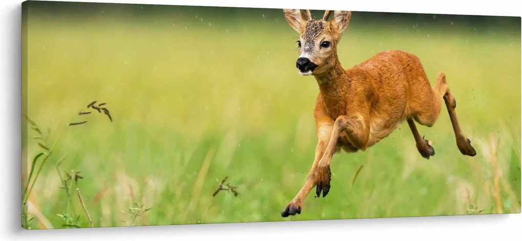 Obraz - Srnček (120x50 cm)