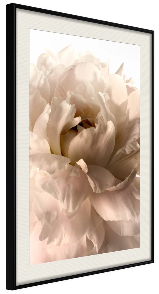 Artgeist Plagát - Soft Petals [Poster] Veľkosť: 20x30, Verzia: Zlatý rám s passe-partout