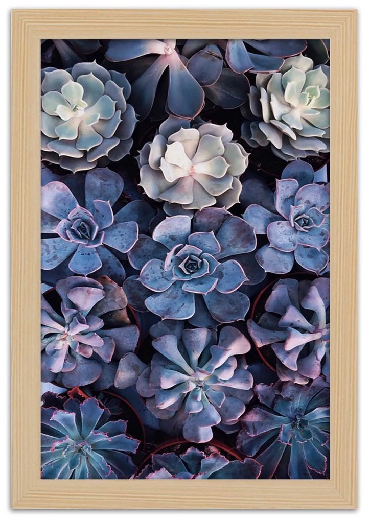 Gario Plagát Zbierka sukulentov Farba rámu: Bez rámu, Rozmery: 30 x 45 cm