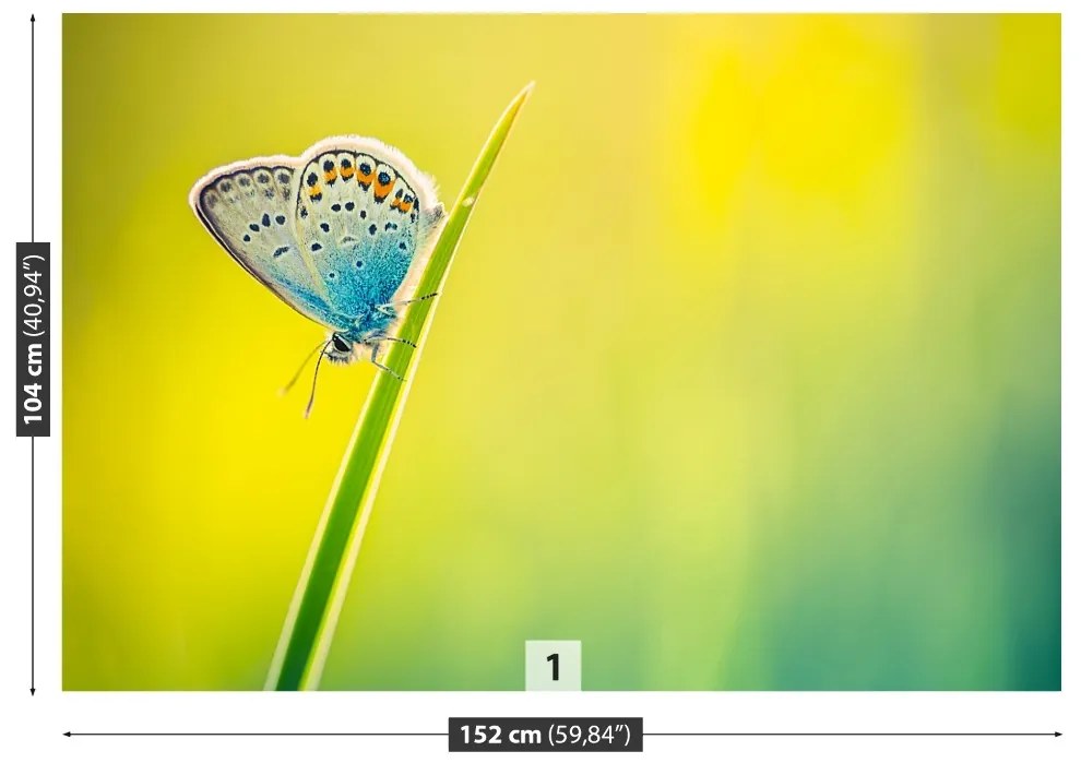 Fototapeta Vliesová Motýľ 104x70 cm