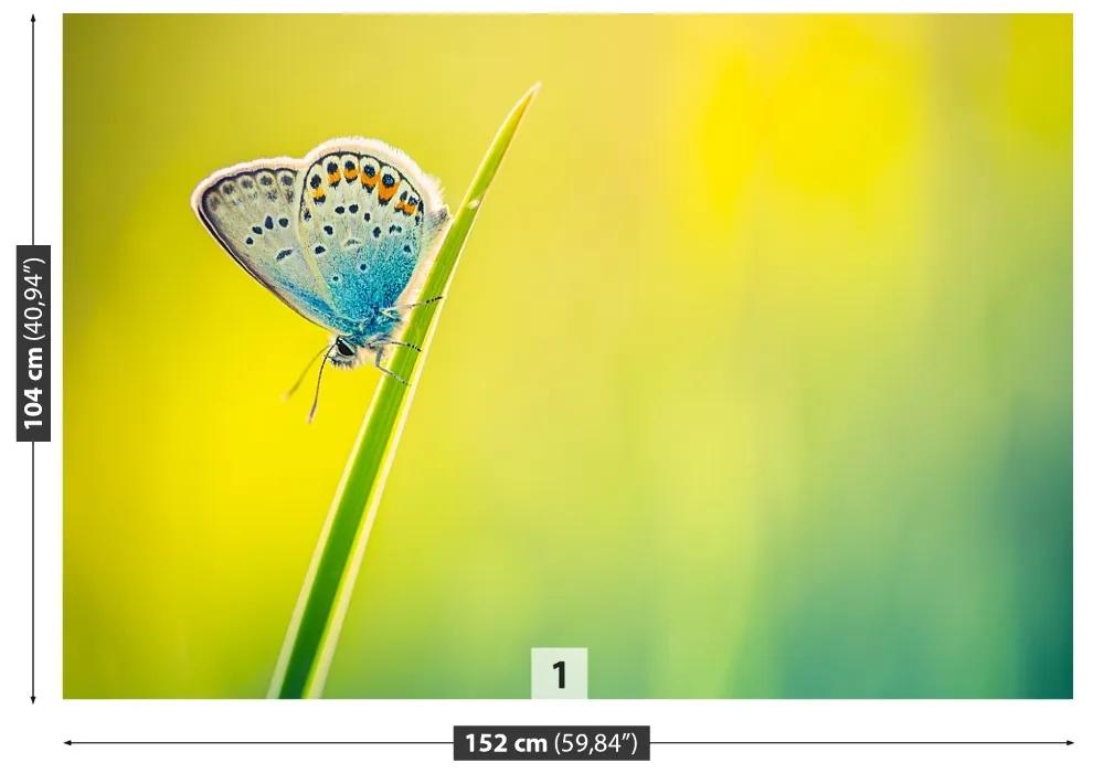 Fototapeta Vliesová Motýľ 416x254 cm