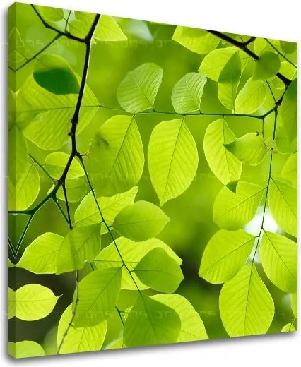 Obraz na stenu RASTLINY RA016E12