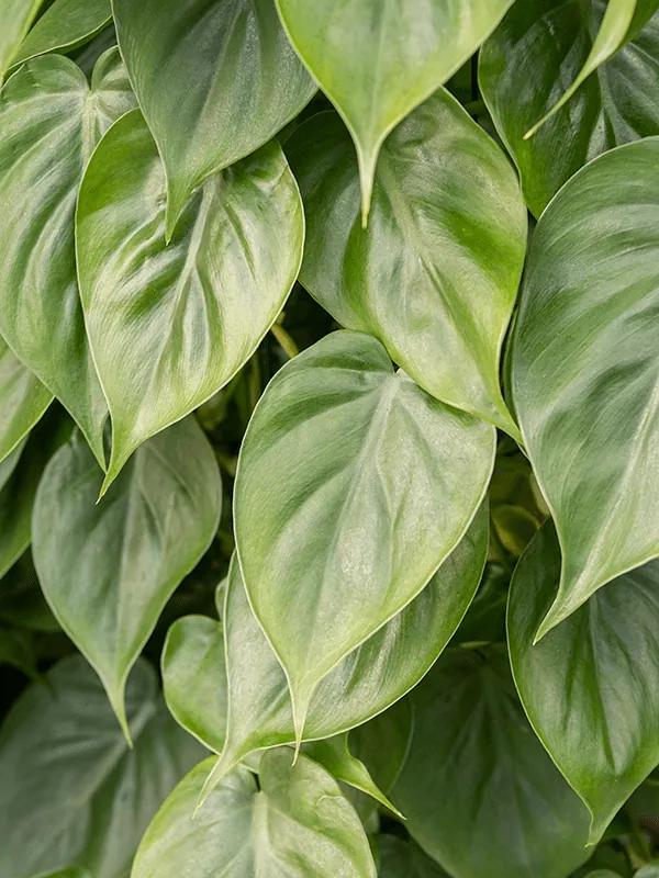 Philodendron scandens 10/tray pots 12 cm