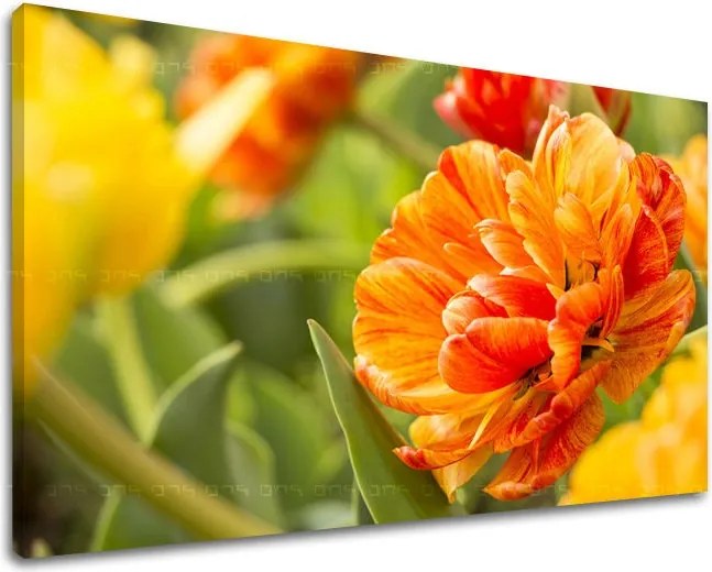 Obraz na stenu KVETY KV001E11 - 40x60 cm