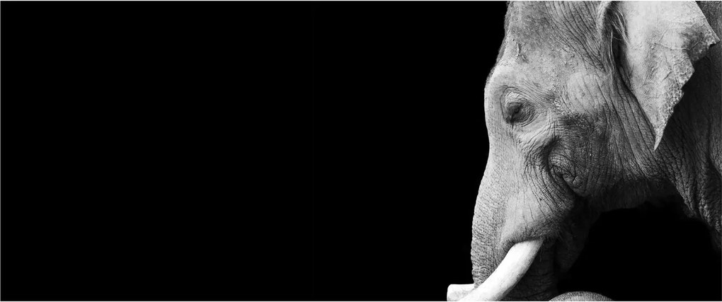 Obraz - Slon (120x50 cm)