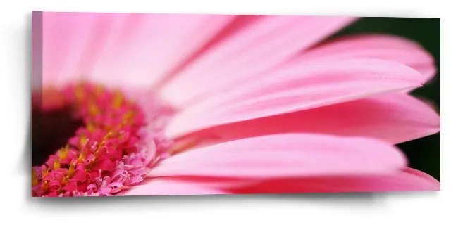 Sablio Obraz Ružová gerbera - 110x50 cm
