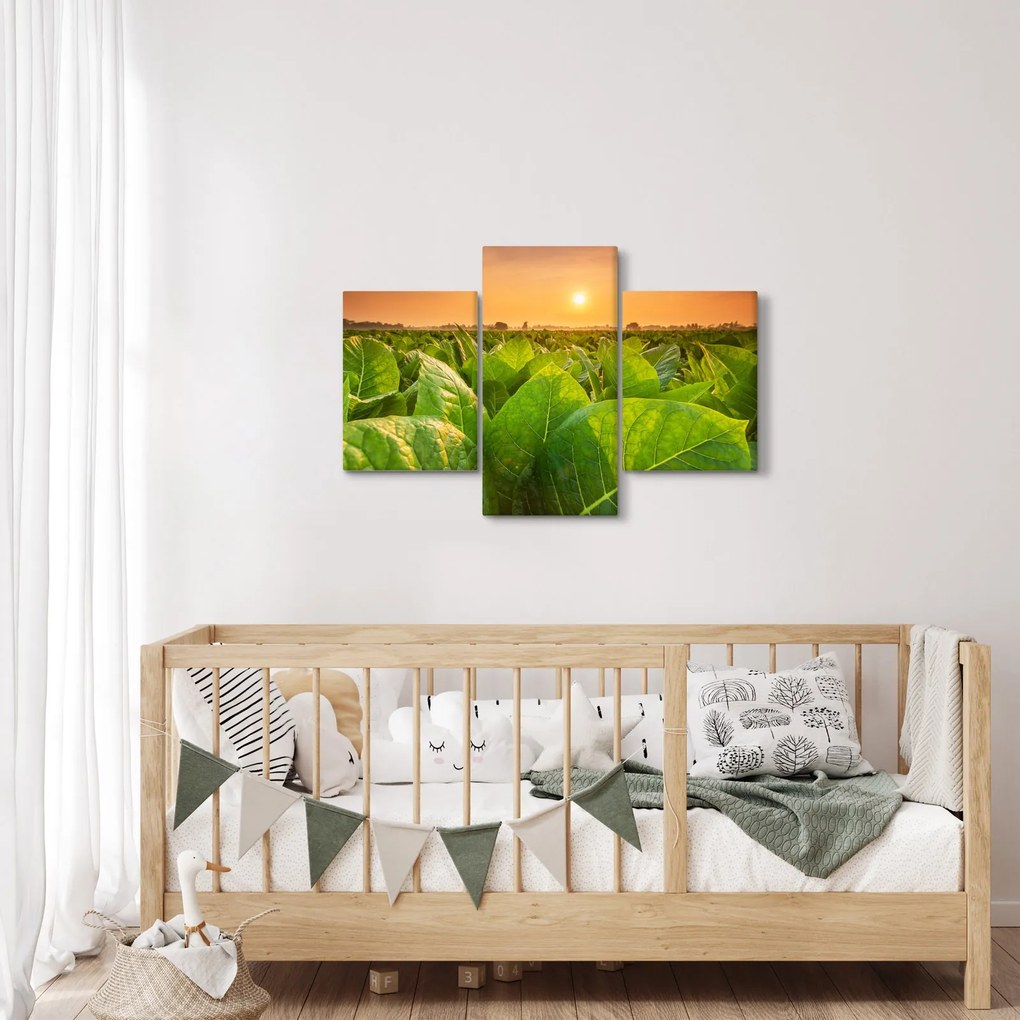 Obraz - Pole (90x60 cm)