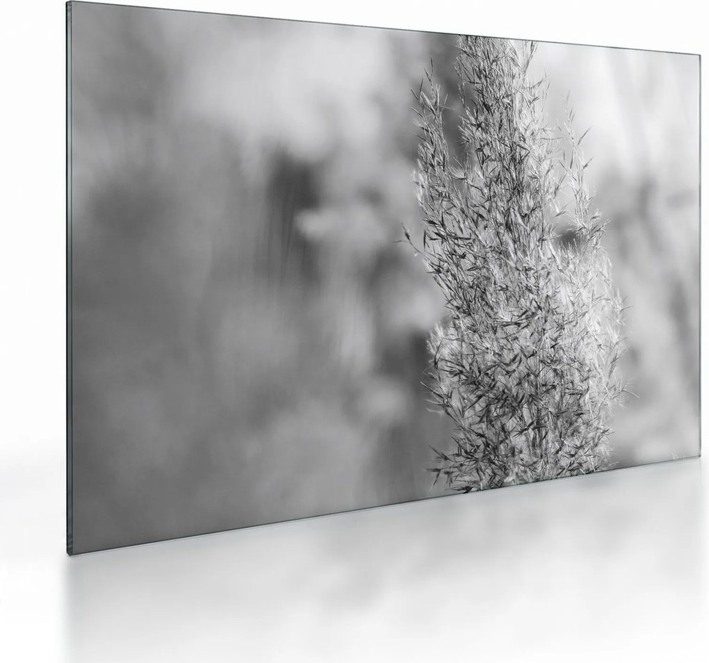 Sklenený obraz - Boho pampas grass (70x50 cm)