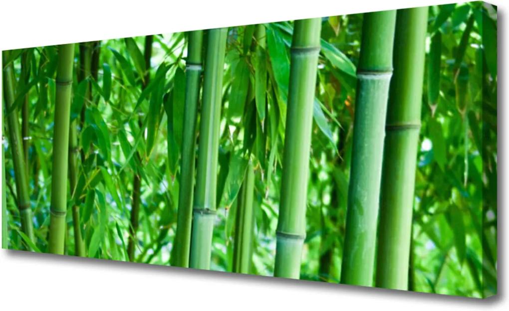 Obraz na plátně Bambus Stonka Rastlina