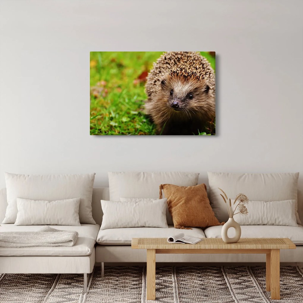 Obraz ježka (90x60 cm)