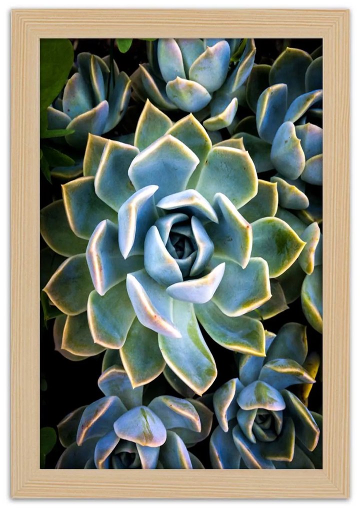 Gario Plagát Sukulentné so žltými okrajmi Farba rámu: Bez rámu, Rozmery: 30 x 45 cm