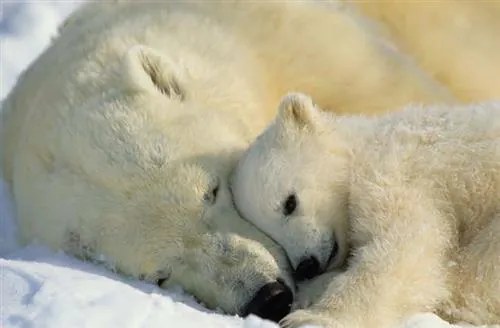 Fototapety, rozmer 184 x 127 cm, National Geographic Polar Bears, Komar 1-605