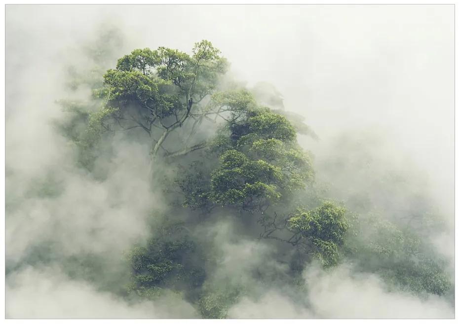 Samolepiaca fototapeta  - Hmlistá Amazónia 196x140