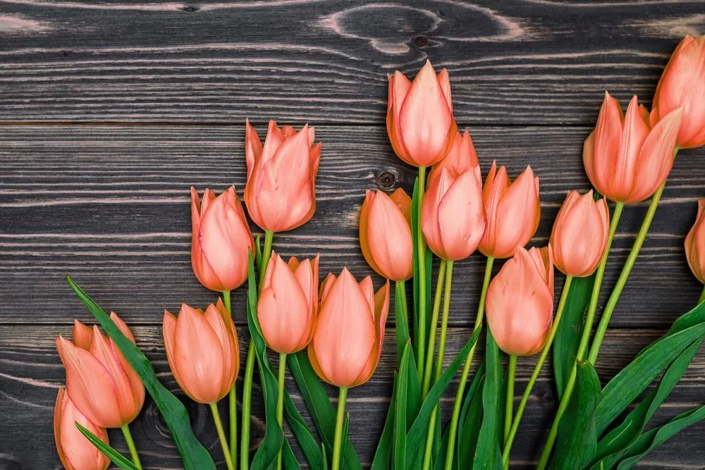 Obraz očarujúce oranžové tulipány na drevenom podklade
