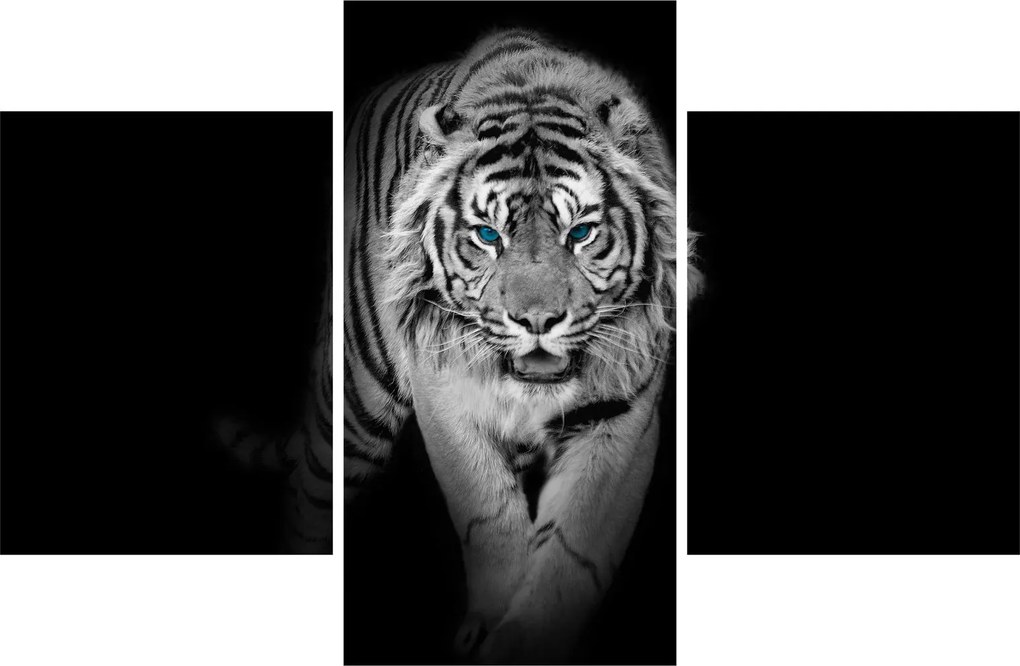 Obraz - Tiger s modrými očami (90x60 cm)