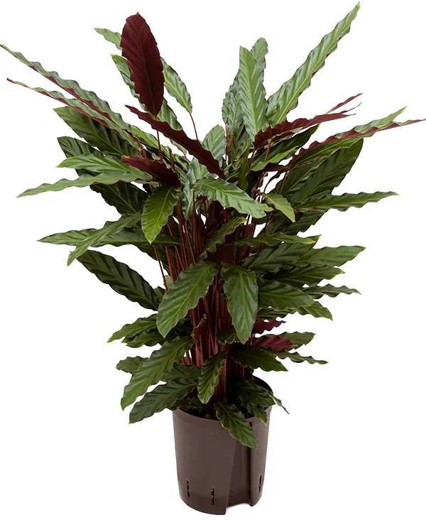 Calathea rufibarba Wavestar 18/19 v.90 cm