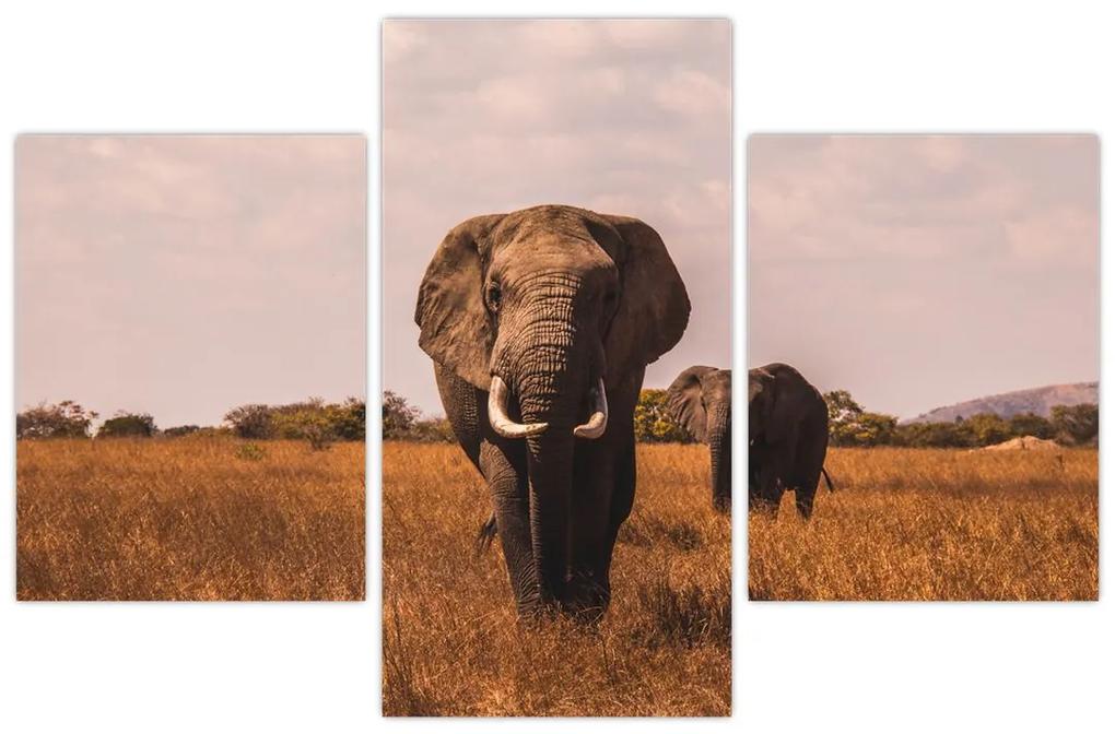 Obraz - Príchod slona (90x60 cm)