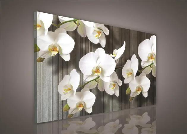 Obraz na stenu biela orchidea 100 x 75 cm