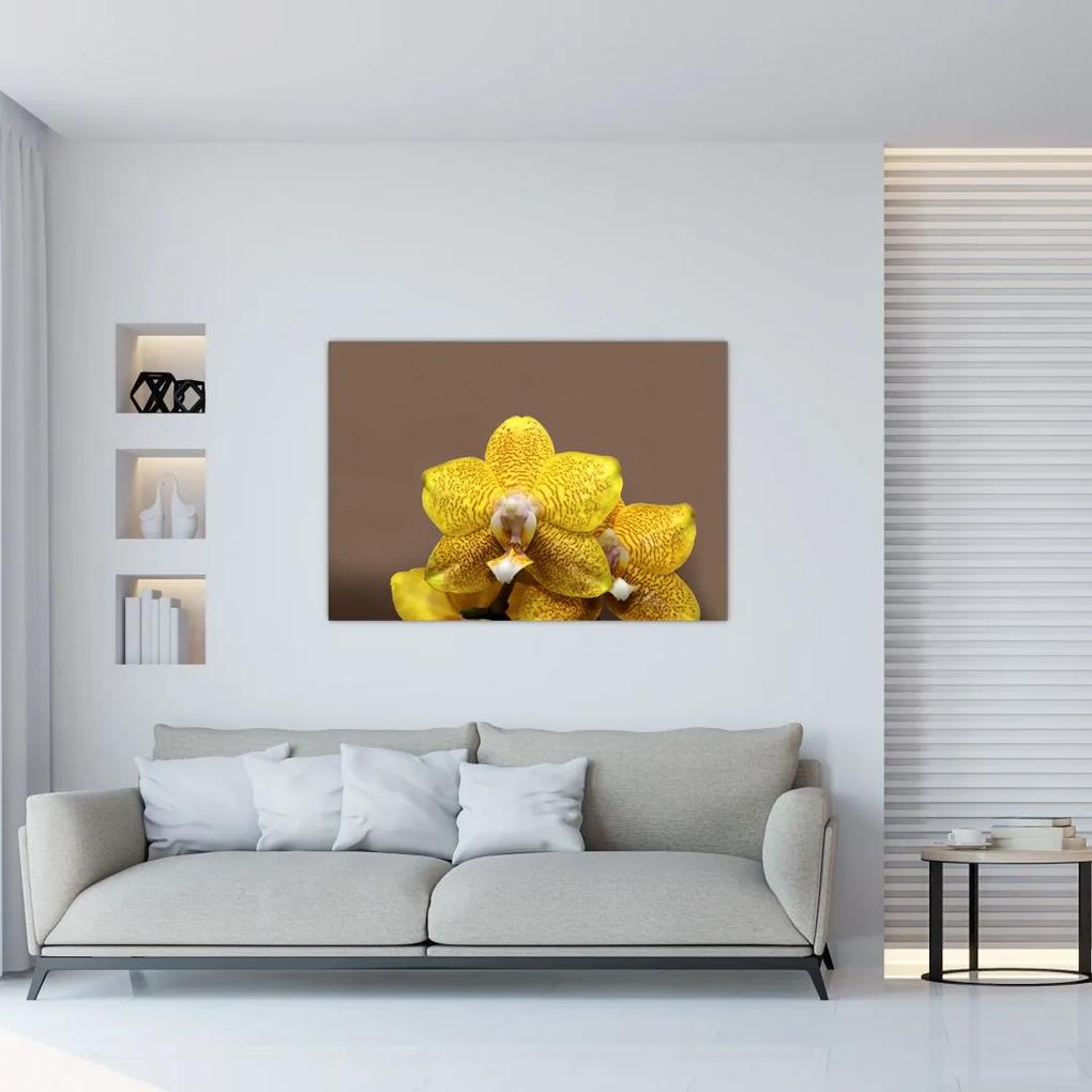 Žltá orchidea - obraz