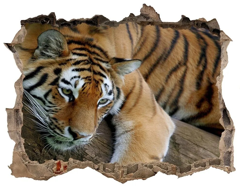 Díra 3D fototapeta nálepka Tiger na strome nd-k-4289086