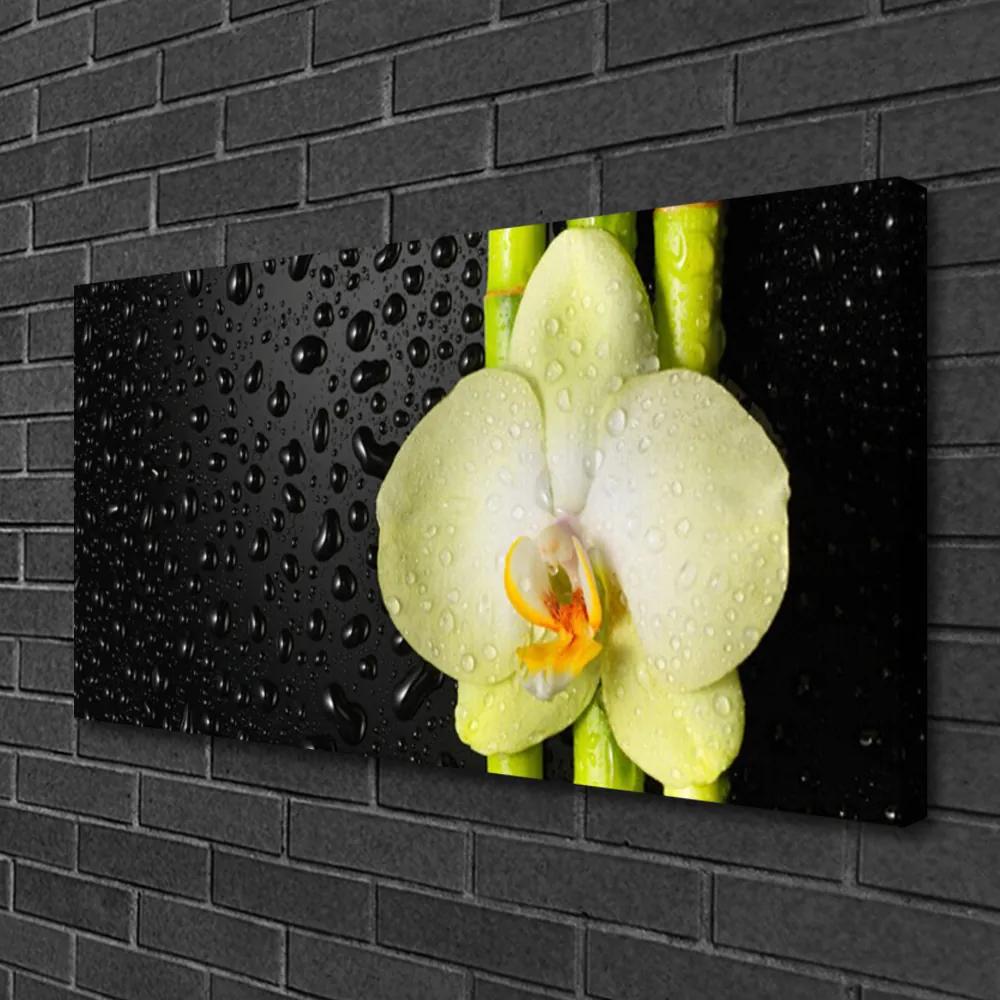 Obraz Canvas Bambus kvet orchidea 120x60 cm