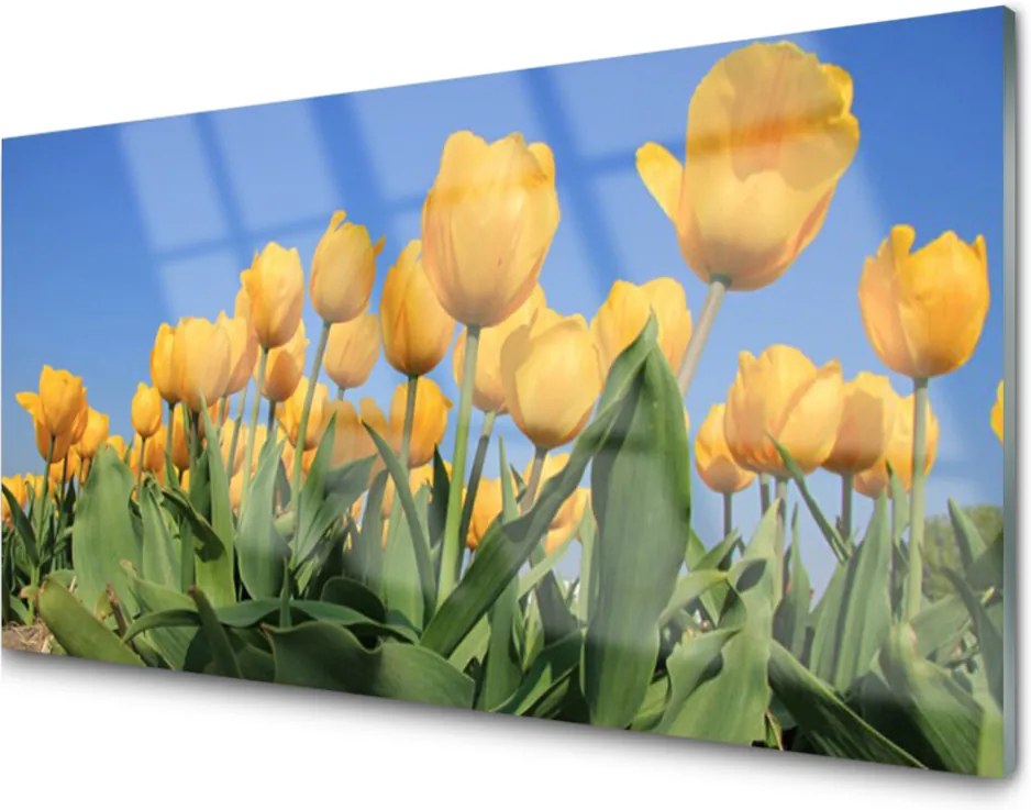 Plexisklo obraz Tulipány květiny rostlina