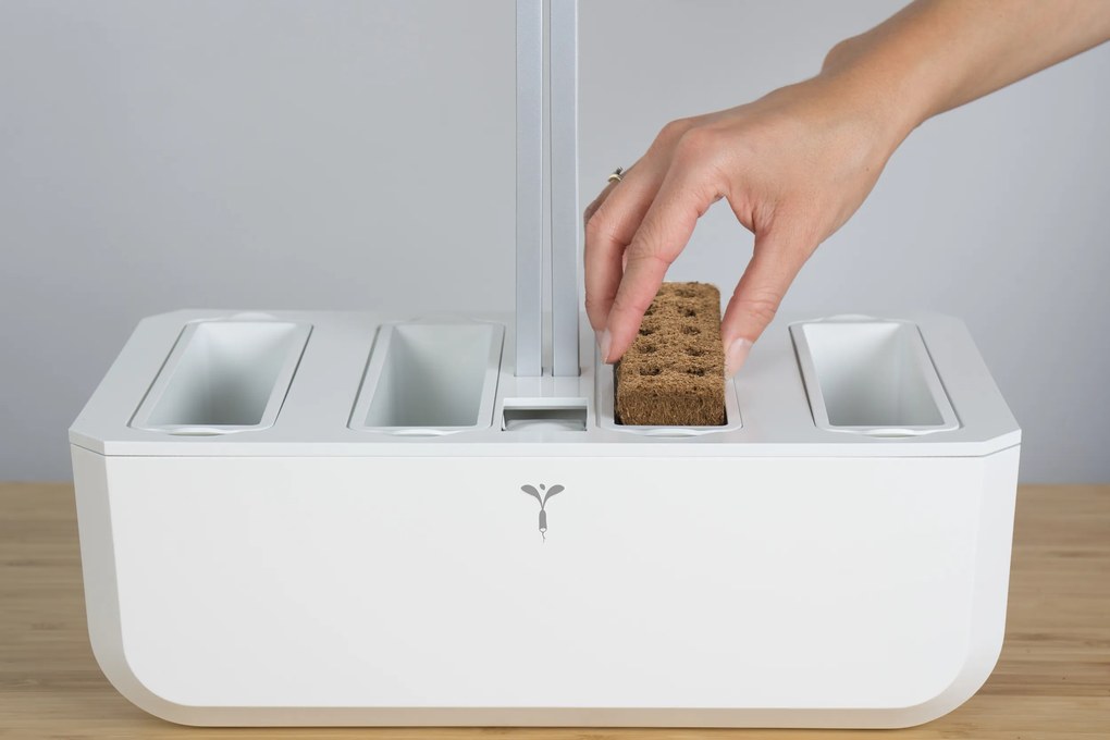 Kapsule so semienkami Lingot jedlé kvety Slnečnica mini