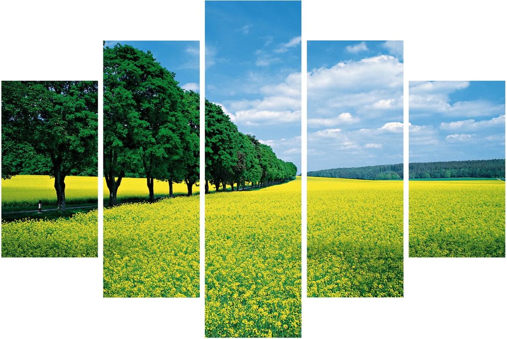 Obraz poľa s alejou (150x105 cm)