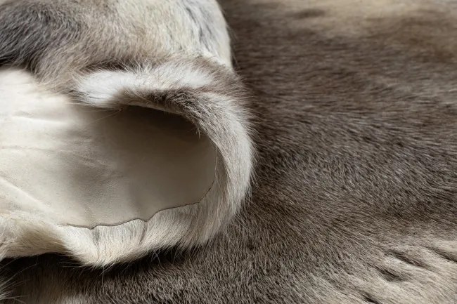 Koberec RENIFER POK017 sivý / biely