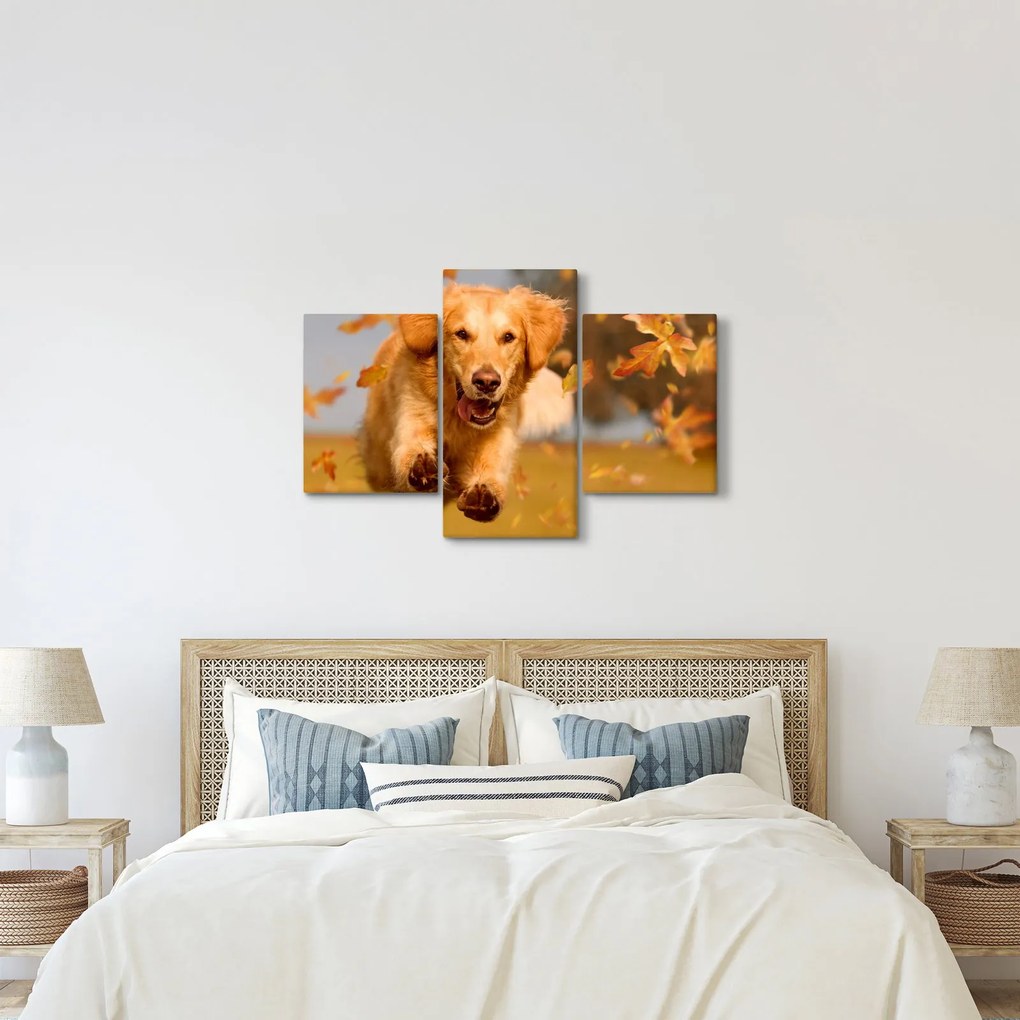 Obraz - Zlatý retriever (90x60 cm)