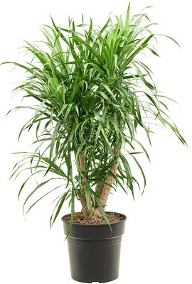 Pleomele (Dracaena) Anita 21x80 cm