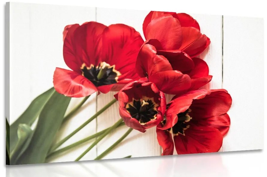 Obraz rozkvitnuté červené tulipány Varianta: 120x80