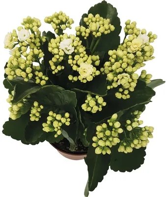 Kolopejka vďačná biela Kalanchoe blossfeldiana „Calandiva“ 20-25 cm Ø 12 cm kvetináč