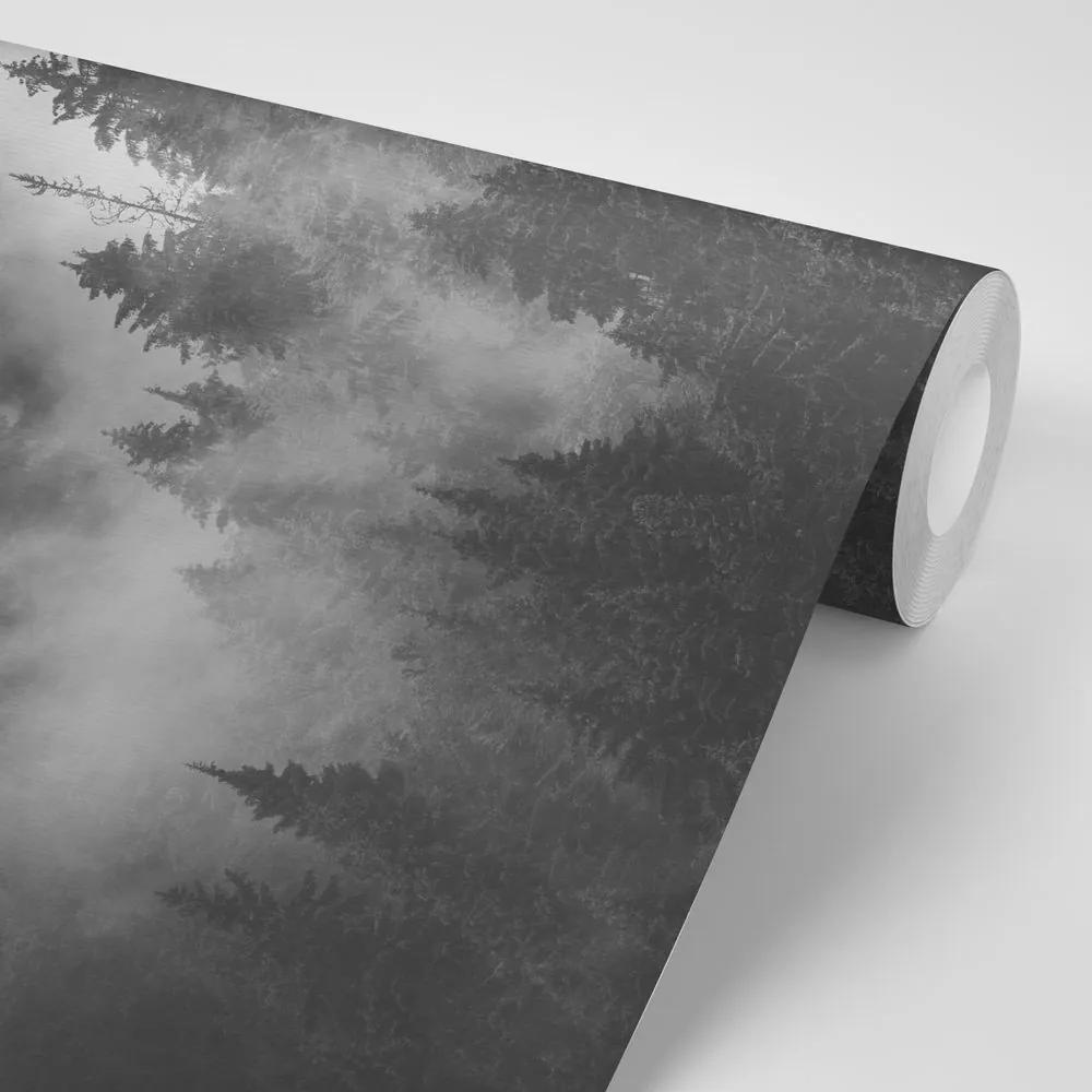 Fototapeta čiernobiele stromy zahalené do hmly