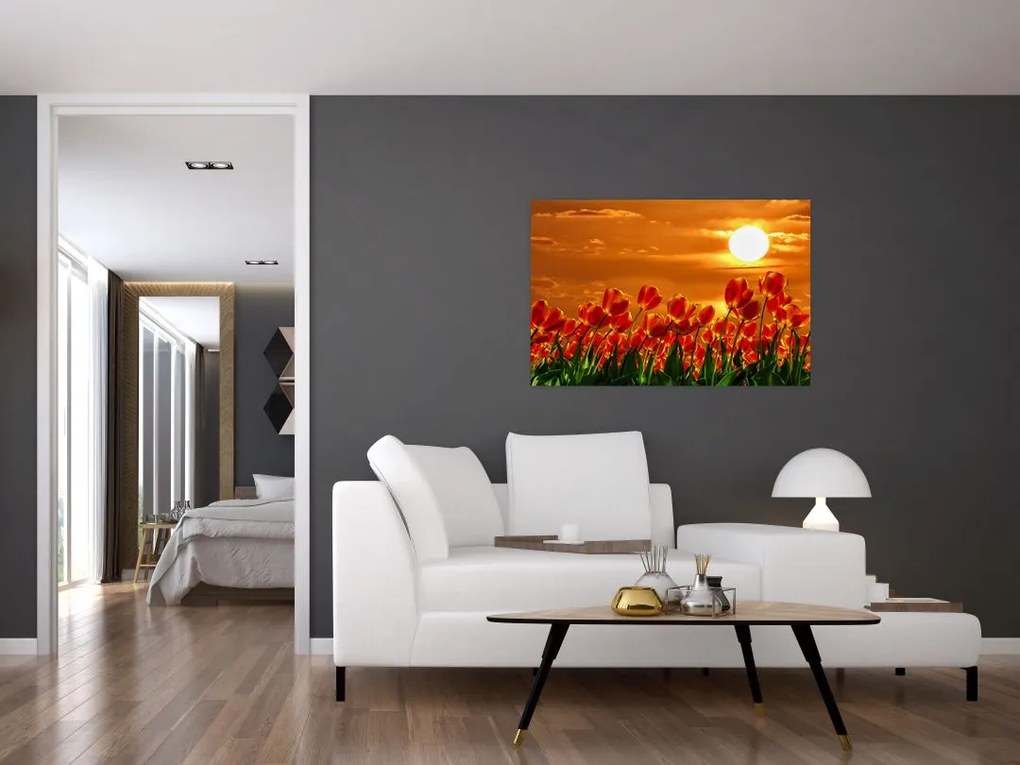 Obraz rozkvitnutého lánu s tulipánmi (90x60 cm)