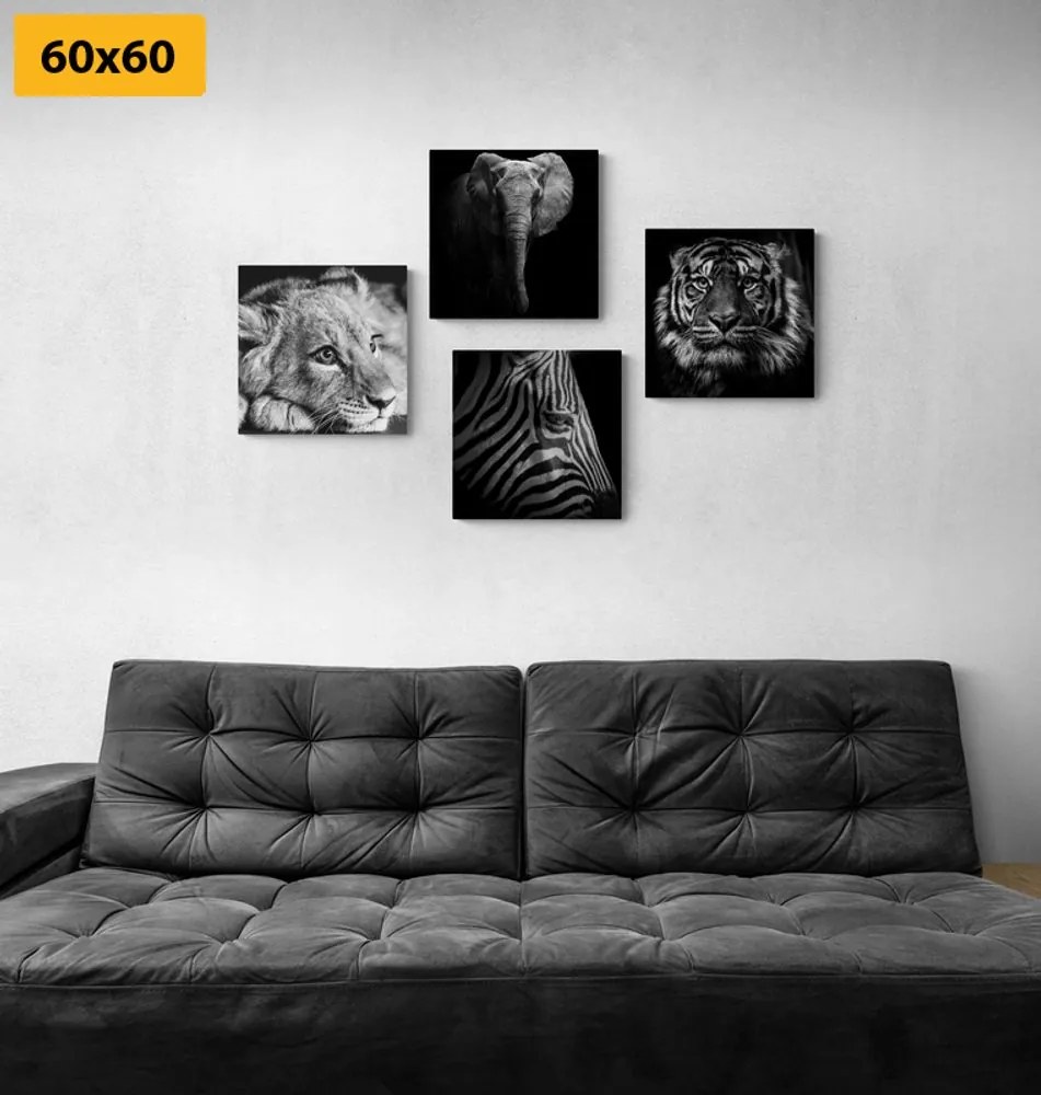 Set obrazov divoké zvieratá v čiernobielom prevedení Varianta: 4x 40x40