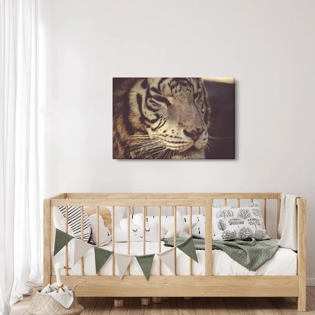 Obraz tigra (90x60 cm)