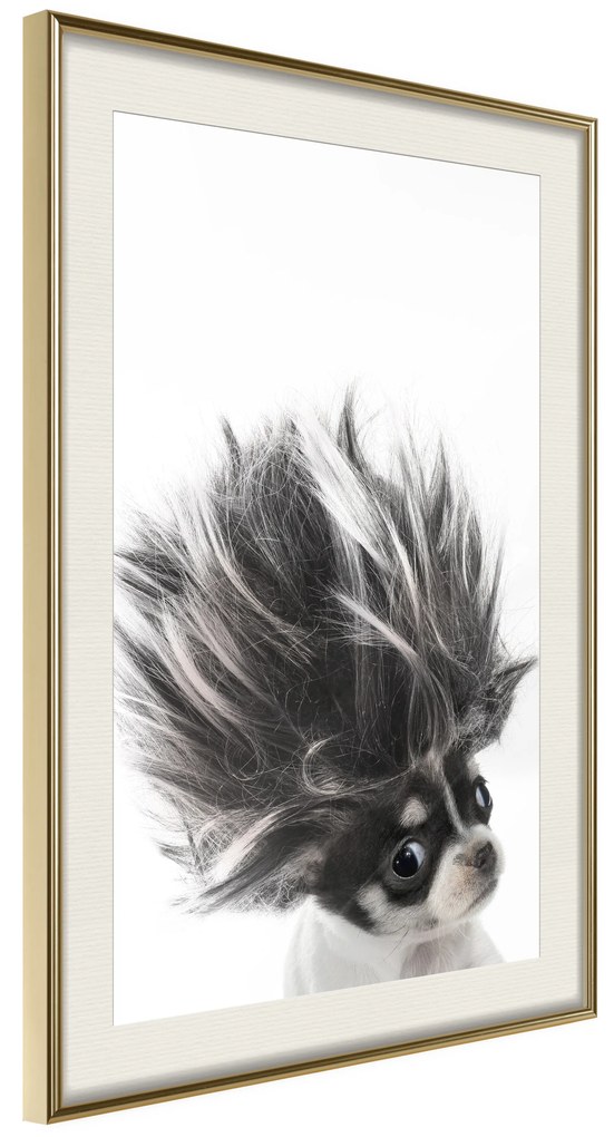 Artgeist Plagát - Chihuahua [Poster] Veľkosť: 30x45, Verzia: Čierny rám