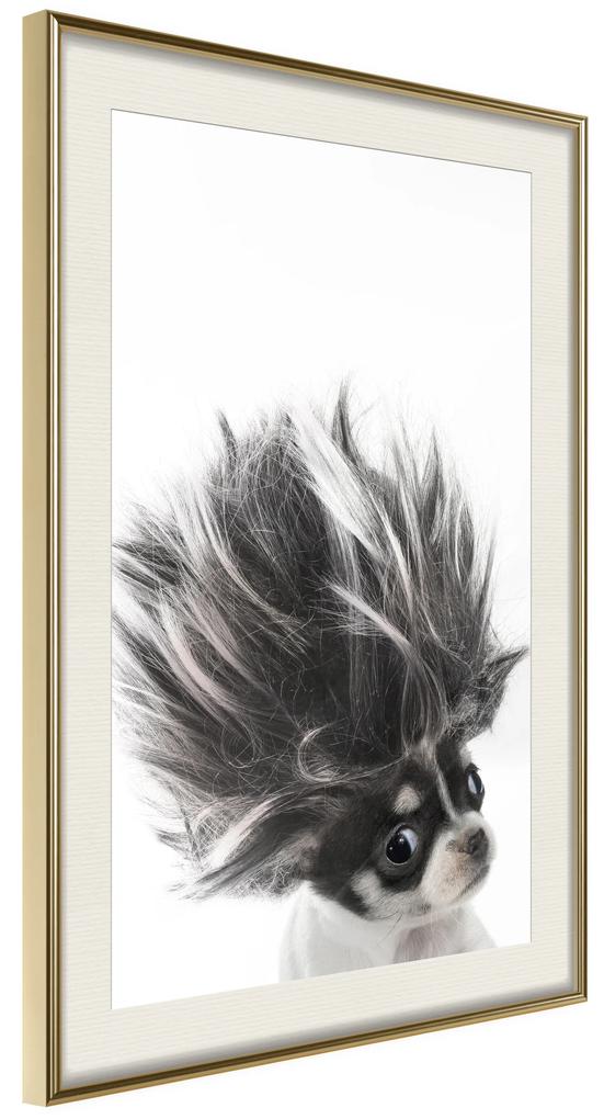Artgeist Plagát - Chihuahua [Poster] Veľkosť: 40x60, Verzia: Čierny rám s passe-partout