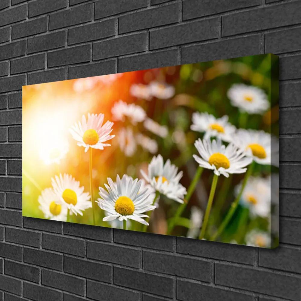 Obraz Canvas Sedmokrásky kvety lúče 120x60 cm