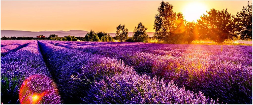 Obraz levanduľového poľa (120x50 cm)