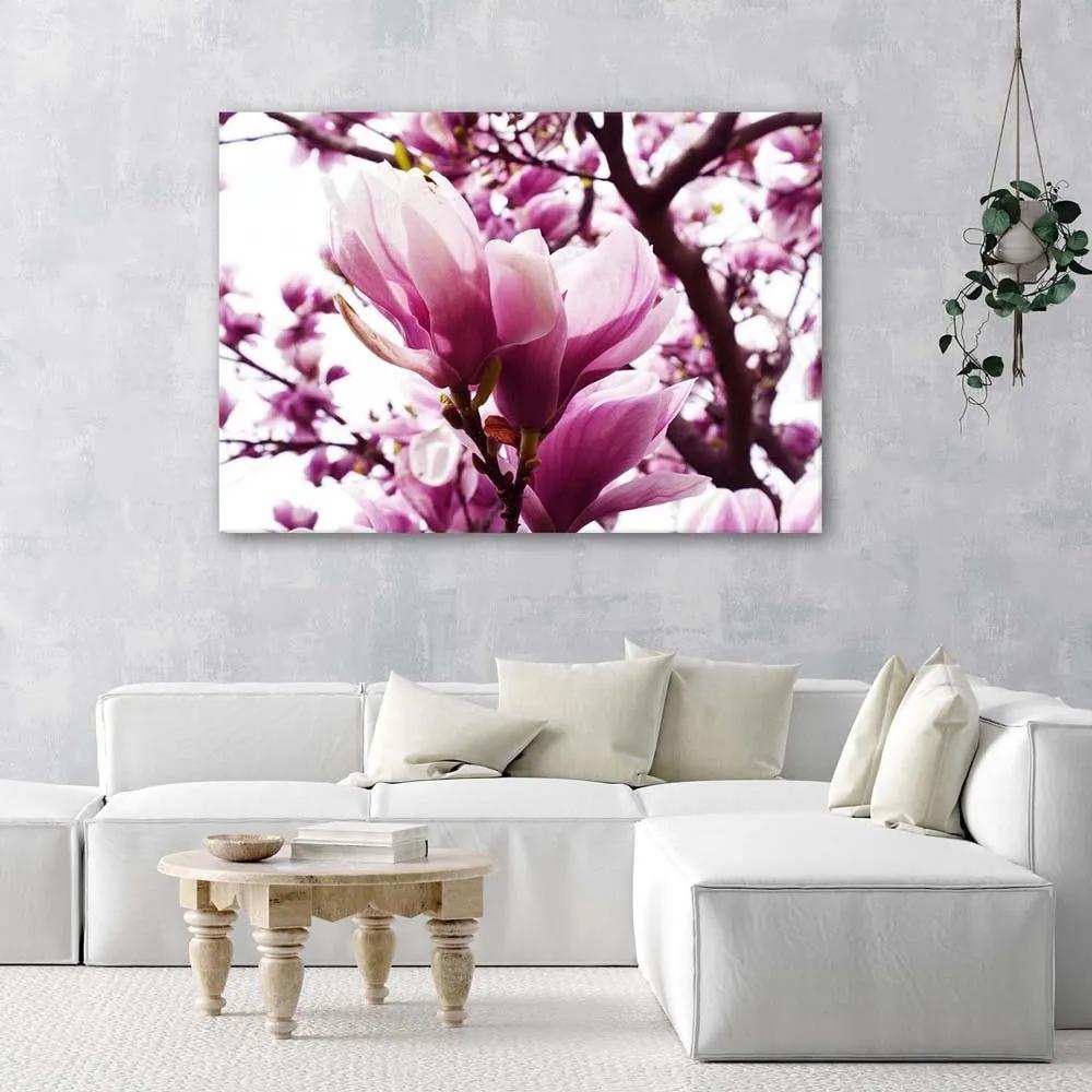Obraz na plátně Magnolia Tree Pink - 100x70 cm