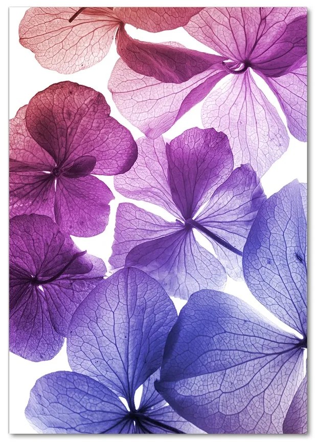 Foto obraz akrylové sklo Fialové kvety pl-oa-70x100-f-35152735